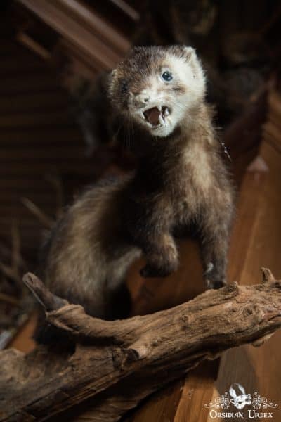 Hunters Hotel Germany Ferret Polecat