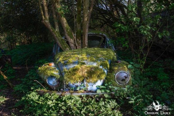 Lignum Beetleum Lost in the Woods 6 Belgium tree growing out of blue VW Volkswagen Beetle