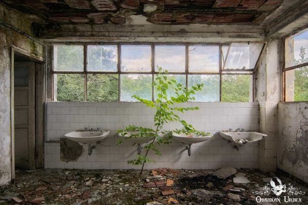 Red Cross Hospital Italy Green Tree in Bathroom