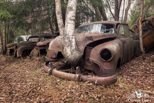 Car Cemetery In The Forest Sweden Old Car With Tree Growing Out Of Hood