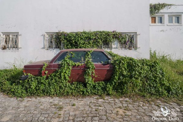 Convolvulaceae Volvo Portugal Lost Car Covered In Plants