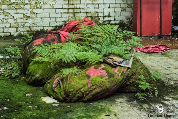 Hospital Laundry Ireland Pile Of Moldy Bags With Ferns And Moss
