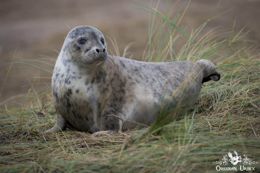 Seal Portfolio Common Seal Lookout