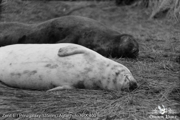 AgfaPhoto APX 400 (35mm) Review & Photos Afternoon Snooze