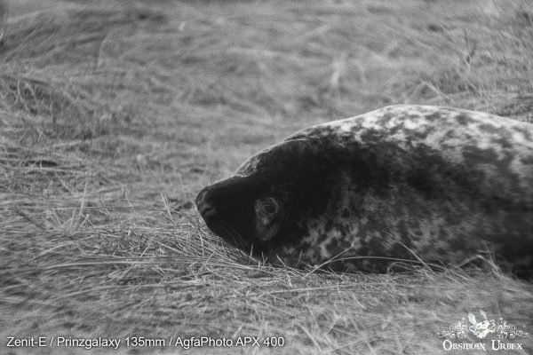 AgfaPhoto APX 400 (35mm) Review & Photos Bombastic Side Eye