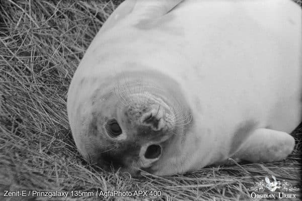 AgfaPhoto APX 400 (35mm) Review & Photos Cubby Fellow