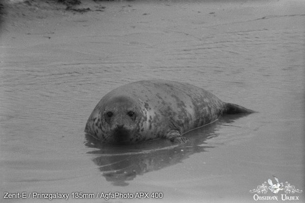 AgfaPhoto APX 400 (35mm) Review & Photos Floaty Potato Seal