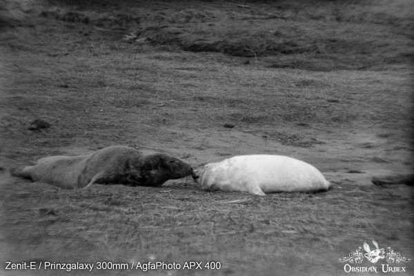 AgfaPhoto APX 400 (35mm) Review & Photos Mother And Baby Seal Kiss