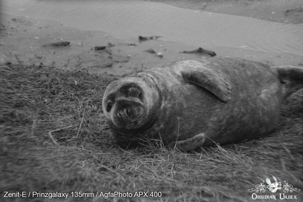 AgfaPhoto APX 400 (35mm) Review & Photos Mottled Pelt