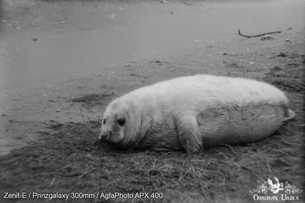 AgfaPhoto APX 400 (35mm) Review & Photos Muddy Puppy