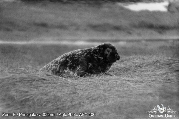 AgfaPhoto APX 400 (35mm) Review & Photos Over The Top