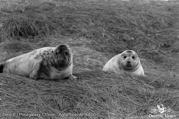 AgfaPhoto APX 400 (35mm) Review & Photos Partners In Crime