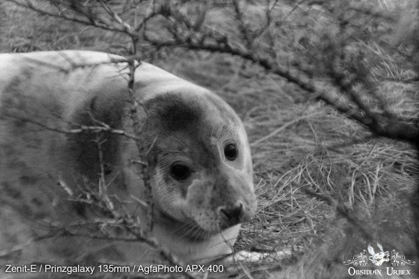 AgfaPhoto APX 400 (35mm) Review & Photos Peek A Boo