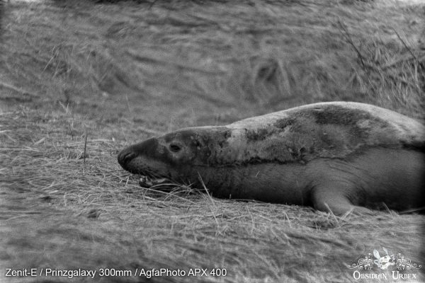 AgfaPhoto APX 400 (35mm) Review & Photos Roaring Male