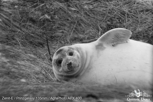 AgfaPhoto APX 400 (35mm) Review & Photos Seal Almost Waving