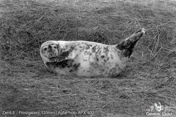 AgfaPhoto APX 400 (35mm) Review & Photos Seal Chewing Flipper