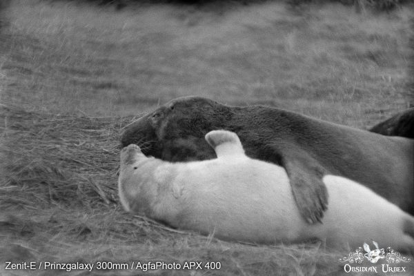 AgfaPhoto APX 400 (35mm) Review & Photos Seal Cuddles