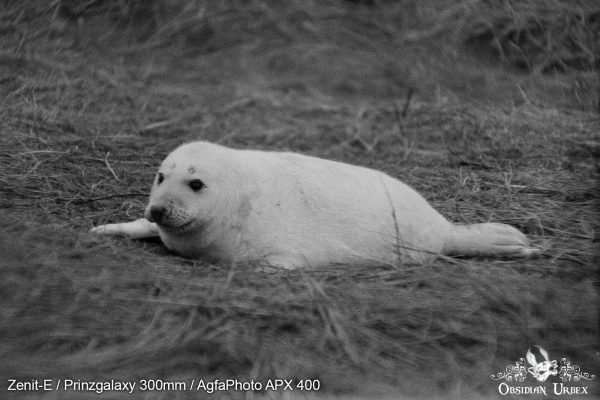 AgfaPhoto APX 400 (35mm) Review & Photos Seal Puppy White Coat