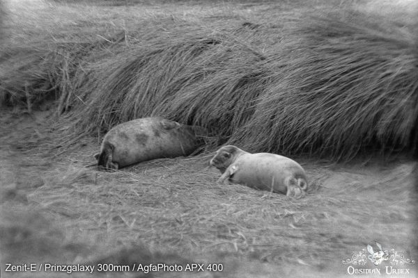 AgfaPhoto APX 400 (35mm) Review & Photos Seals On The Sand