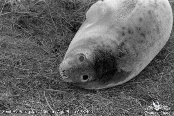 AgfaPhoto APX 400 (35mm) Review & Photos Whatcha Looking At