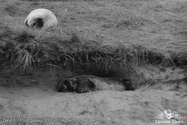 AgfaPhoto APX 400 (35mm) Review & Photos Sleeping In The Sand